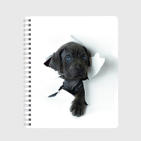 Тетрадь с принтом щенок Кане Корсо , 100% бумага | 48 листов, плотность листов — 60 г/м2, плотность картонной обложки — 250 г/м2. Листы скреплены сбоку удобной пружинной спиралью. Уголки страниц и обложки скругленные. Цвет линий — светло-серый
 | animal | black | break | breed | dog | kid | paper | puppy | tear | torn | дог | животное | малыш | порода | прорыв | разрыв | рваная | собака | черный | щенок