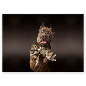 Поздравительная открытка с принтом Кане корсо , 100% бумага | плотность бумаги 280 г/м2, матовая, на обратной стороне линовка и место для марки
 | animal | breed | brown | dog | fear | jump | legs | throw | бросок | дог | животное | испуг | коричневый | лапы | порода | прыжок | собака