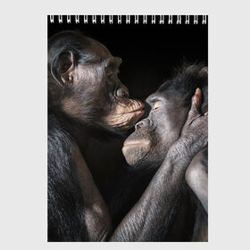 Скетчбук с принтом Шимпанзе , 100% бумага
 | 48 листов, плотность листов — 100 г/м2, плотность картонной обложки — 250 г/м2. Листы скреплены сверху удобной пружинной спиралью | chimps | family | feelings | kiss | monkeys | primates | любовь | обезьяны | поцелуй | приматы | семья | чувства | шимпанзе