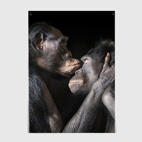 Постер с принтом Шимпанзе , 100% бумага
 | бумага, плотность 150 мг. Матовая, но за счет высокого коэффициента гладкости имеет небольшой блеск и дает на свету блики, но в отличии от глянцевой бумаги не покрыта лаком | chimps | family | feelings | kiss | monkeys | primates | любовь | обезьяны | поцелуй | приматы | семья | чувства | шимпанзе