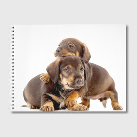 Альбом для рисования с принтом Таксы , 100% бумага
 | матовая бумага, плотность 200 мг. | Тематика изображения на принте: brothers | dachshunds | kids | pets | puppies | small dogs | братья | животные | маленькие | малыши | собаки | таксы | щенки
