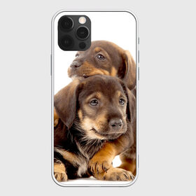 Чехол для iPhone 12 Pro Max с принтом Таксы , Силикон |  | Тематика изображения на принте: brothers | dachshunds | kids | pets | puppies | small dogs | братья | животные | маленькие | малыши | собаки | таксы | щенки
