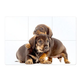 Магнитный плакат 3Х2 с принтом Таксы , Полимерный материал с магнитным слоем | 6 деталей размером 9*9 см | brothers | dachshunds | kids | pets | puppies | small dogs | братья | животные | маленькие | малыши | собаки | таксы | щенки