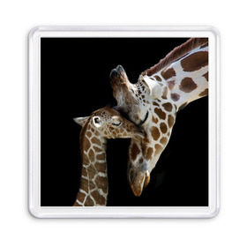 Магнит 55*55 с принтом Жирафы , Пластик | Размер: 65*65 мм; Размер печати: 55*55 мм | Тематика изображения на принте: africa | animals | baby | child | family | giraffes | head | mother | африка | головы | животные | жирафы | любовь | малыш | мама | ребенок | семья