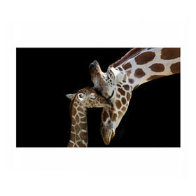 Бумага для упаковки 3D с принтом Жирафы , пластик и полированная сталь | круглая форма, металлическое крепление в виде кольца | africa | animals | baby | child | family | giraffes | head | mother | африка | головы | животные | жирафы | любовь | малыш | мама | ребенок | семья