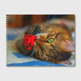 Альбом для рисования с принтом Кошечка , 100% бумага
 | матовая бумага, плотность 200 мг. | Тематика изображения на принте: животные | кот | кошка | милая
