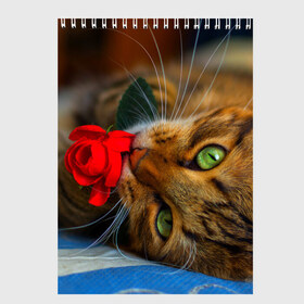 Скетчбук с принтом Кошечка , 100% бумага
 | 48 листов, плотность листов — 100 г/м2, плотность картонной обложки — 250 г/м2. Листы скреплены сверху удобной пружинной спиралью | Тематика изображения на принте: животные | кот | кошка | милая