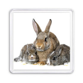 Магнит 55*55 с принтом Кролики , Пластик | Размер: 65*65 мм; Размер печати: 55*55 мм | Тематика изображения на принте: animals | bunnies | cute | eared | family | fluffy | kids | mom | rabbits | животные | зайцы | кролики | малыши | мама | милые | пушистые | семья | ушастые