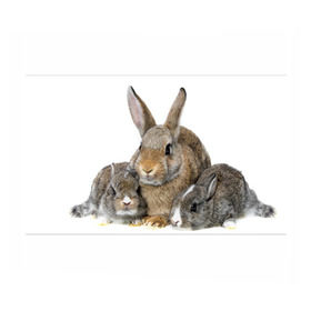 Бумага для упаковки 3D с принтом Кролики , пластик и полированная сталь | круглая форма, металлическое крепление в виде кольца | animals | bunnies | cute | eared | family | fluffy | kids | mom | rabbits | животные | зайцы | кролики | малыши | мама | милые | пушистые | семья | ушастые