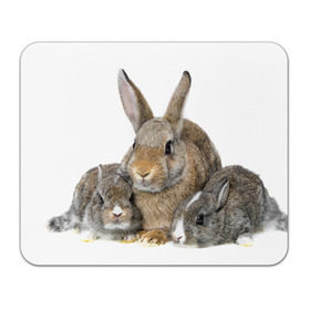 Коврик прямоугольный с принтом Кролики , натуральный каучук | размер 230 х 185 мм; запечатка лицевой стороны | animals | bunnies | cute | eared | family | fluffy | kids | mom | rabbits | животные | зайцы | кролики | малыши | мама | милые | пушистые | семья | ушастые