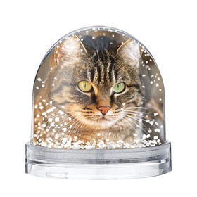 Водяной шар с принтом Кот , Пластик | Изображение внутри шара печатается на глянцевой фотобумаге с двух сторон | animal | cat | eyes | face | head | kote | mustache | pet | взгляд | глаза | голова | домашнее | животное | кот | котэ | кошка | усы