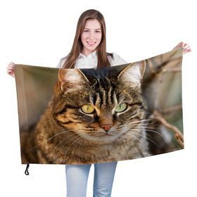 Флаг 3D с принтом Кот , 100% полиэстер | плотность ткани — 95 г/м2, размер — 67 х 109 см. Принт наносится с одной стороны | animal | cat | eyes | face | head | kote | mustache | pet | взгляд | глаза | голова | домашнее | животное | кот | котэ | кошка | усы