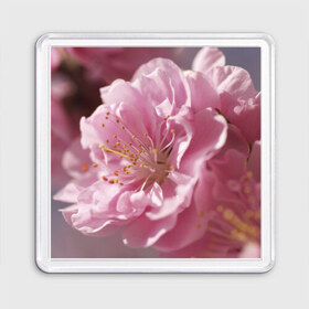 Магнит 55*55 с принтом Розовые цветы , Пластик | Размер: 65*65 мм; Размер печати: 55*55 мм | девушкам | розы | цветочки | цветы