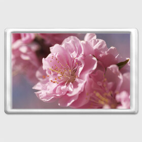 Магнит 45*70 с принтом Розовые цветы , Пластик | Размер: 78*52 мм; Размер печати: 70*45 | девушкам | розы | цветочки | цветы