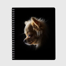 Тетрадь с принтом Чихуахуа , 100% бумага | 48 листов, плотность листов — 60 г/м2, плотность картонной обложки — 250 г/м2. Листы скреплены сбоку удобной пружинной спиралью. Уголки страниц и обложки скругленные. Цвет линий — светло-серый
 | Тематика изображения на принте: голова животного | прикольные картинки | собака | чихуахуа | щенок