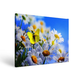Холст прямоугольный с принтом Ромашки и бабочка , 100% ПВХ |  | бабочки | лето | природа | ромашки | цветы