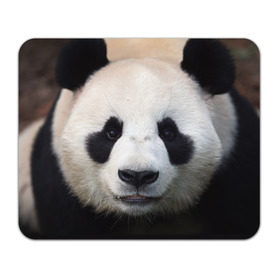 Коврик прямоугольный с принтом Милая панда , натуральный каучук | размер 230 х 185 мм; запечатка лицевой стороны | Тематика изображения на принте: animal | hunny | panda | животные | классная | милая | милота | панда | фото | хорошая