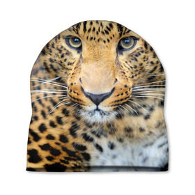 Шапка 3D с принтом Хищные животные , 100% полиэстер | универсальный размер, печать по всей поверхности изделия | леопард | пятнистый | хищник