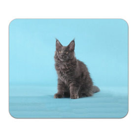 Коврик прямоугольный с принтом Кот мейн кун , натуральный каучук | размер 230 х 185 мм; запечатка лицевой стороны | Тематика изображения на принте: котенок | мейнкун
