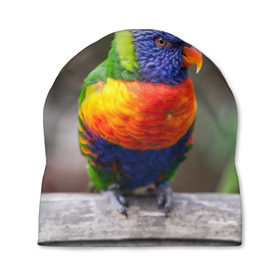 Шапка 3D с принтом Попугай , 100% полиэстер | универсальный размер, печать по всей поверхности изделия | пернатые | попугай | прикольные картинки | природа | птица
