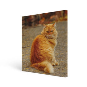 Холст квадратный с принтом Рыжий кот , 100% ПВХ |  | коты | кошки