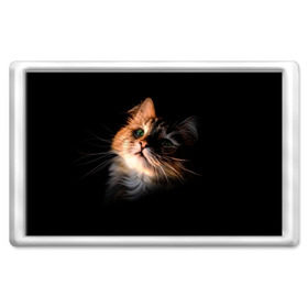 Магнит 45*70 с принтом Зеленоглазый котёнок , Пластик | Размер: 78*52 мм; Размер печати: 70*45 | Тематика изображения на принте: кот | кошка | прикольные картинки