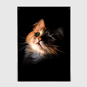 Постер с принтом Зеленоглазый котёнок , 100% бумага
 | бумага, плотность 150 мг. Матовая, но за счет высокого коэффициента гладкости имеет небольшой блеск и дает на свету блики, но в отличии от глянцевой бумаги не покрыта лаком | Тематика изображения на принте: кот | кошка | прикольные картинки