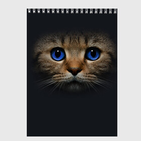 Скетчбук с принтом Кот с синими глазами , 100% бумага
 | 48 листов, плотность листов — 100 г/м2, плотность картонной обложки — 250 г/м2. Листы скреплены сверху удобной пружинной спиралью | кот | котенок | кошка | мордочка