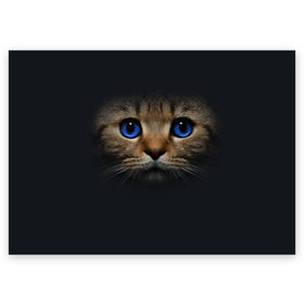 Поздравительная открытка с принтом Кот с синими глазами , 100% бумага | плотность бумаги 280 г/м2, матовая, на обратной стороне линовка и место для марки
 | кот | котенок | кошка | мордочка