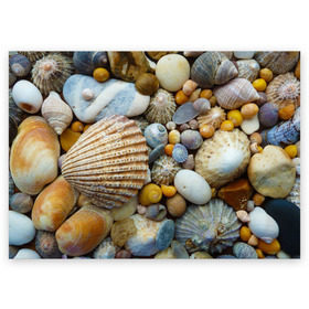 Поздравительная открытка с принтом Морские ракушки и камни , 100% бумага | плотность бумаги 280 г/м2, матовая, на обратной стороне линовка и место для марки
 | камни | море | морские камни | ракушки
