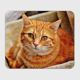 Коврик прямоугольный с принтом кот , натуральный каучук | размер 230 х 185 мм; запечатка лицевой стороны | cat | взгляд | глаза | киса | кот | котенок | котик