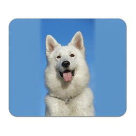 Коврик прямоугольный с принтом белый пес , натуральный каучук | размер 230 х 185 мм; запечатка лицевой стороны | dog | friend | взгляд | волк | друг | пес | собака | хаски