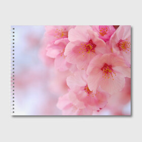 Альбом для рисования с принтом Сакура , 100% бумага
 | матовая бумага, плотность 200 мг. | весна | вишня | розовый | цветение | цветы | япония