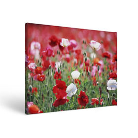 Холст прямоугольный с принтом Маки , 100% ПВХ |  | field | flowers | meadow | poppies | red | white | белые | красные | луг | маки | поле | полевые | цветы