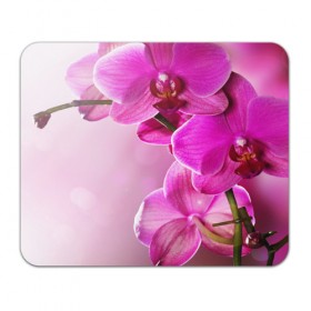 Коврик прямоугольный с принтом Орхидея , натуральный каучук | размер 230 х 185 мм; запечатка лицевой стороны | Тематика изображения на принте: 