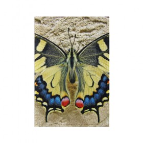 Обложка для паспорта матовая кожа с принтом бабочка , натуральная матовая кожа | размер 19,3 х 13,7 см; прозрачные пластиковые крепления | Тематика изображения на принте: бабочка | мотылек | насекомые