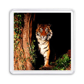 Магнит 55*55 с принтом Тигр , Пластик | Размер: 65*65 мм; Размер печати: 55*55 мм | Тематика изображения на принте: дикая кошка | лес | природа | тигр | хищник
