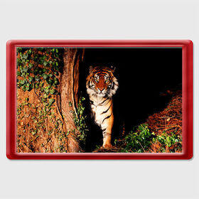 Магнит 45*70 с принтом Тигр , Пластик | Размер: 78*52 мм; Размер печати: 70*45 | Тематика изображения на принте: дикая кошка | лес | природа | тигр | хищник