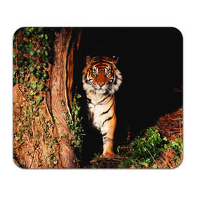 Коврик прямоугольный с принтом Тигр , натуральный каучук | размер 230 х 185 мм; запечатка лицевой стороны | дикая кошка | лес | природа | тигр | хищник