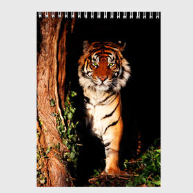 Скетчбук с принтом Тигр , 100% бумага
 | 48 листов, плотность листов — 100 г/м2, плотность картонной обложки — 250 г/м2. Листы скреплены сверху удобной пружинной спиралью | дикая кошка | лес | природа | тигр | хищник
