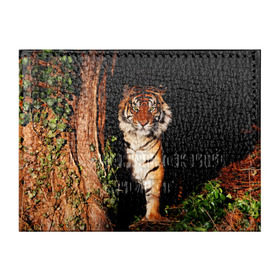 Обложка для студенческого билета с принтом Тигр , натуральная кожа | Размер: 11*8 см; Печать на всей внешней стороне | Тематика изображения на принте: дикая кошка | лес | природа | тигр | хищник