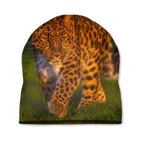 Шапка 3D с принтом Дальневосточный леопард , 100% полиэстер | универсальный размер, печать по всей поверхности изделия | 