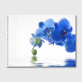Альбом для рисования с принтом Веточка орхидеи , 100% бумага
 | матовая бумага, плотность 200 мг. | ветка | красота | нежность | орхидея | природа | растение | фауна | цветок | цветы