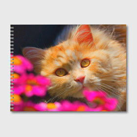 Альбом для рисования с принтом Кошечка , 100% бумага
 | матовая бумага, плотность 200 мг. | Тематика изображения на принте: животные | кот | кошка | милая | рыжий