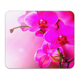 Коврик прямоугольный с принтом Орхидея , натуральный каучук | размер 230 х 185 мм; запечатка лицевой стороны | лепесток | новая | орхидея | природа | цветок | яркая