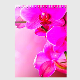 Скетчбук с принтом Орхидея , 100% бумага
 | 48 листов, плотность листов — 100 г/м2, плотность картонной обложки — 250 г/м2. Листы скреплены сверху удобной пружинной спиралью | лепесток | новая | орхидея | природа | цветок | яркая