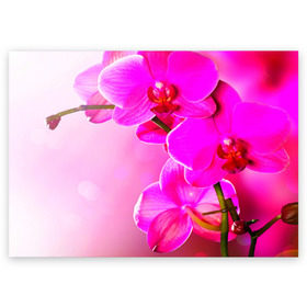 Поздравительная открытка с принтом Орхидея , 100% бумага | плотность бумаги 280 г/м2, матовая, на обратной стороне линовка и место для марки
 | лепесток | новая | орхидея | природа | цветок | яркая