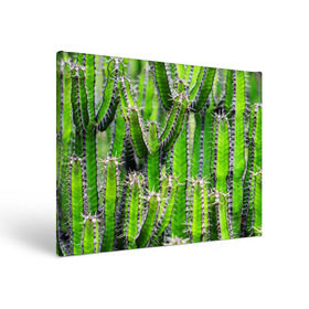 Холст прямоугольный с принтом Кактус , 100% ПВХ |  | Тематика изображения на принте: кактус | колючки | прикольные картинки | природа | цветочки | цветы