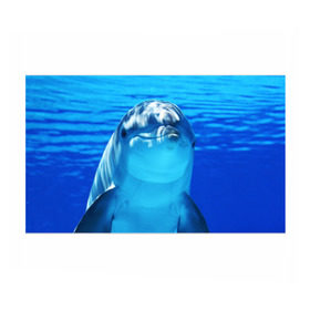 Бумага для упаковки 3D с принтом Дельфин , пластик и полированная сталь | круглая форма, металлическое крепление в виде кольца | вода | дельфин | море | отдых | отпуск | подводный мир | туризм