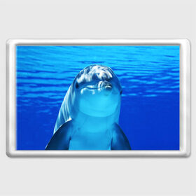 Магнит 45*70 с принтом Дельфин , Пластик | Размер: 78*52 мм; Размер печати: 70*45 | вода | дельфин | море | отдых | отпуск | подводный мир | туризм